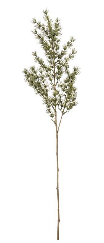 Asparagus 75 cm