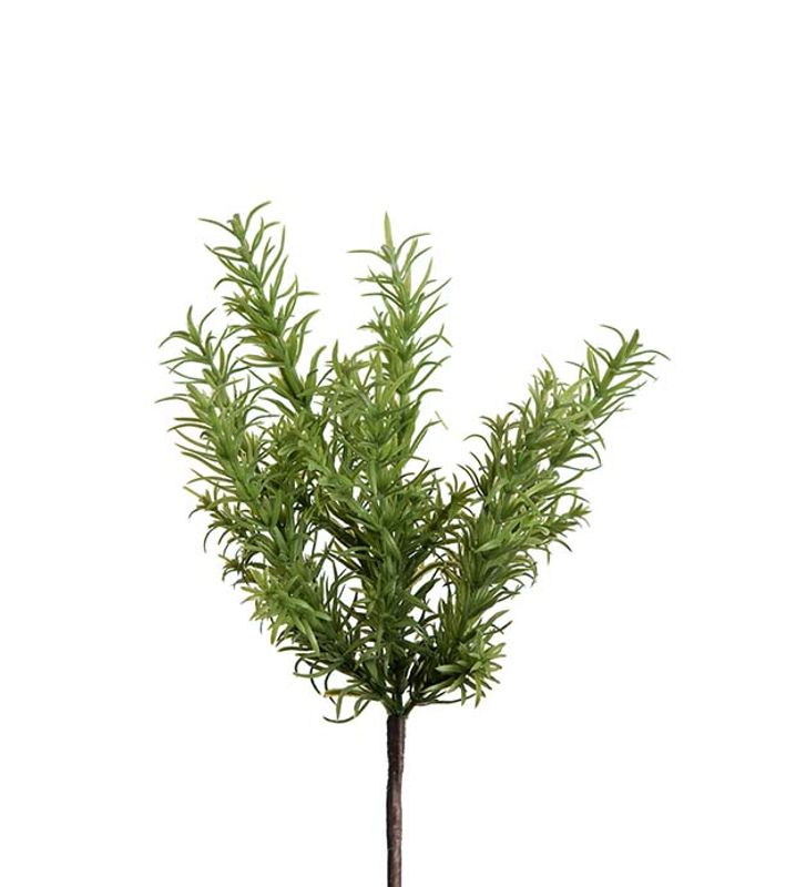 Rosmarin 25 cm 