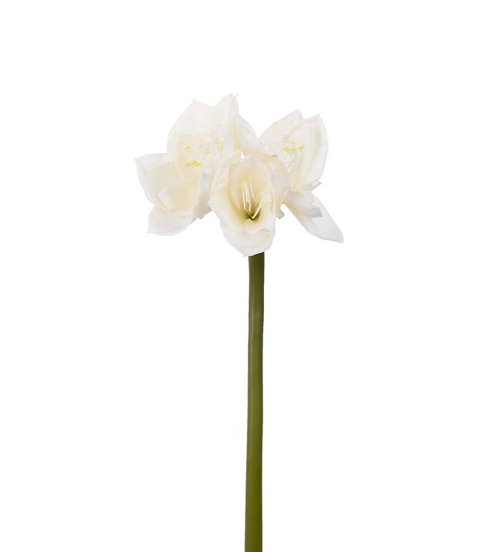 Amaryllis 60 cm, cream