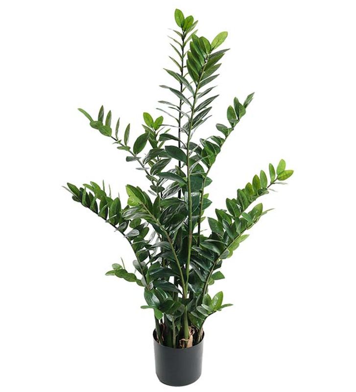  Zamifolia 130 cm