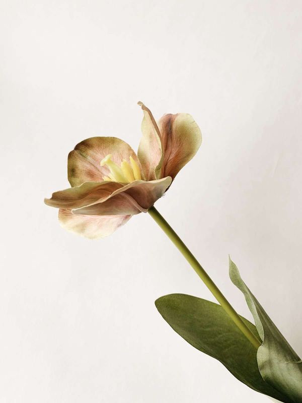 Tulipan Rosa