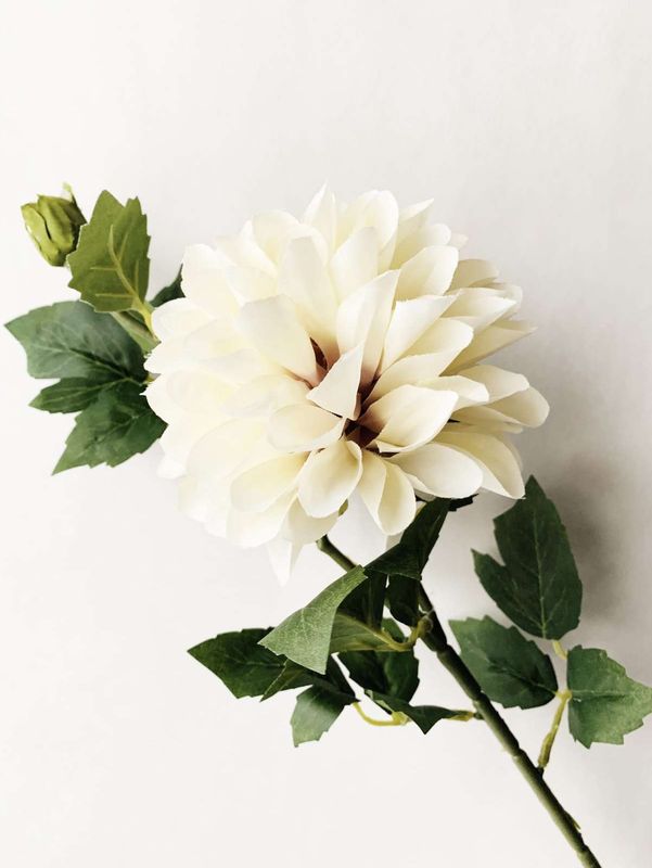 Dahlia Støvet Creme